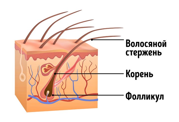 Что такое алопеция